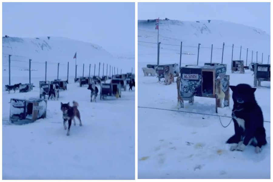 北極圈聚集了一大堆等待拉雪橇的狗狗熱情攬客。圖取自微博
