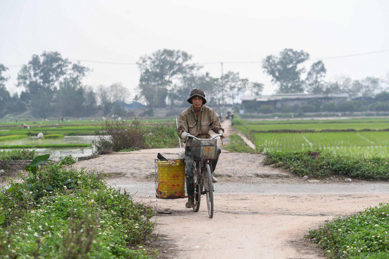 越南今年前兩個月共輸出近3萬名勞工，其中台灣為最大市場，共引進約1.5萬人。圖為越南一名農夫騎著腳踏車經過稻田旁。法新社