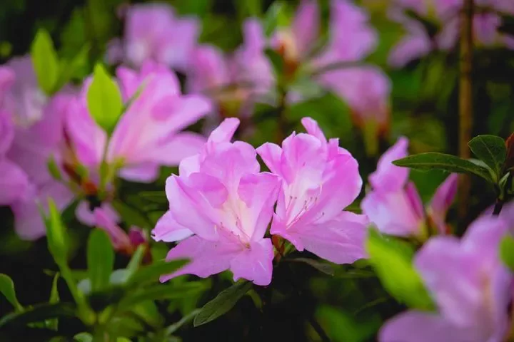台北市花－杜鵑3月開始綻放。 圖／臺北市政府觀光傳播局提供