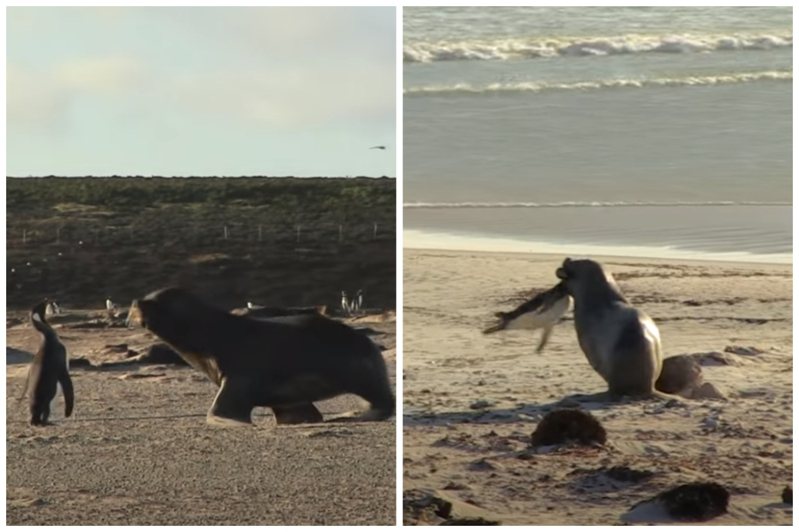 企鵝遭海獅攻擊後一度懵了傻在原地，最後慘遭殺死拖到海中。圖取自YouTube
