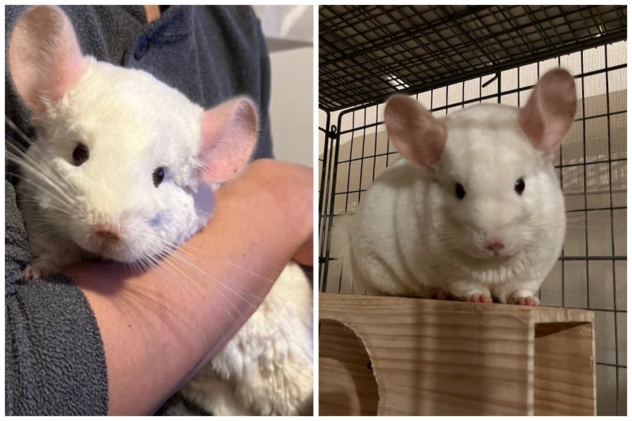 一名網友分享妹妹家養的白色巨大絨鼠，體型和一隻小型犬一樣大。圖取自推特