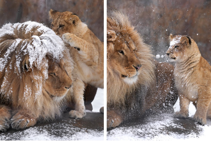一頭公獅頭上灑滿了細雪，一旁的獅寶寶試圖幫爸爸拍掉，但下秒公獅立刻霸氣甩動鬃毛，雪就立刻順著公獅保養得宜的鬃毛噴飛滑落下來，反倒濺了一旁小獅子滿臉。 (圖/取自影片)