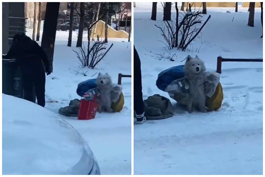 一位街友帶著他的薩摩耶犬在路邊撿破爛，狗狗幫主人扛撿來的垃圾。圖取自微博