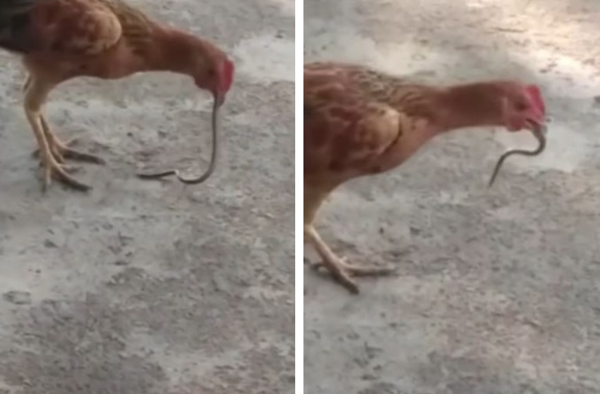有農民拍下自家養的雞正在吃一條超大蚯蚓，但他越看越不對勁，走近一看雞隻吞下肚的根本不是蚯蚓，而是在吞食猛毒眼鏡蛇。 (圖/取自影片)