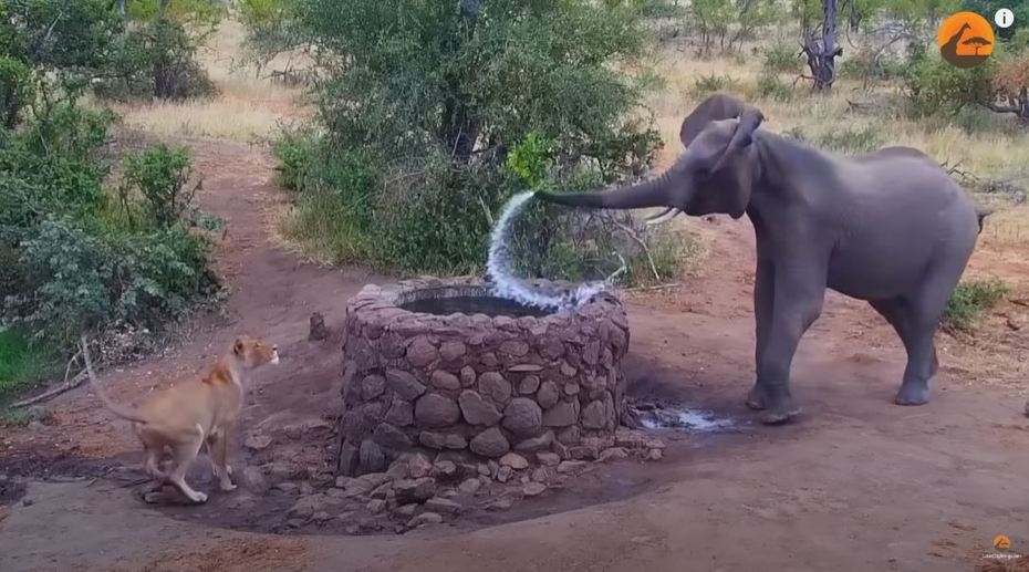 一隻母獅正在井邊休息，巧遇一隻來喝水的大象，一獅一象對峙好一陣子，沒想到結局大逆轉，母獅被大象突如其來噴水嚇到落荒而逃。 (圖／取自影片)