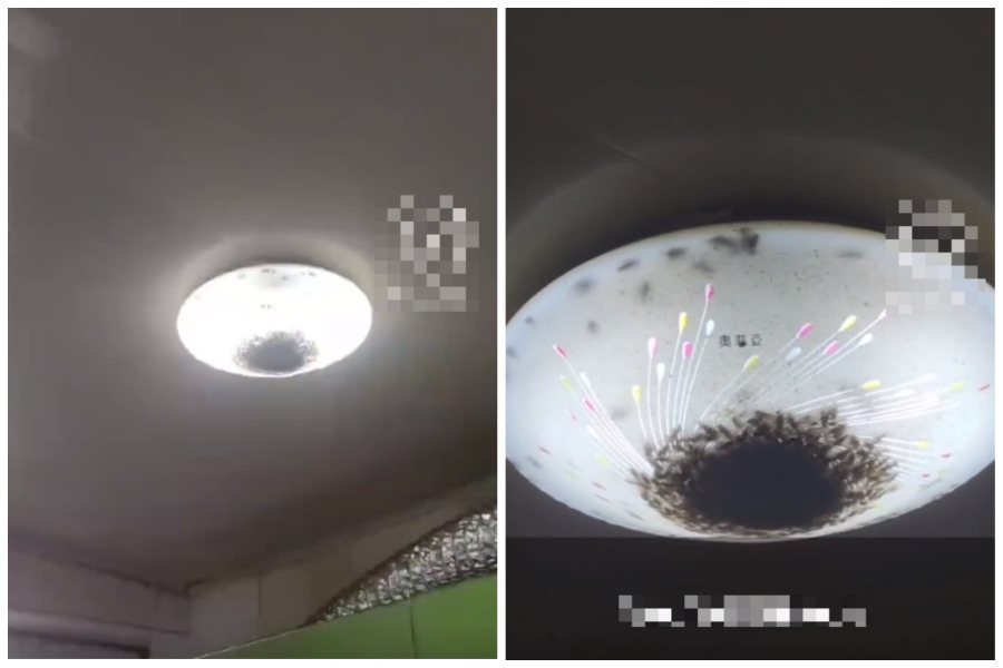 一間空了大半年的房子，一打開燈發現幾百隻蟑螂群聚在燈罩內。圖取自微博