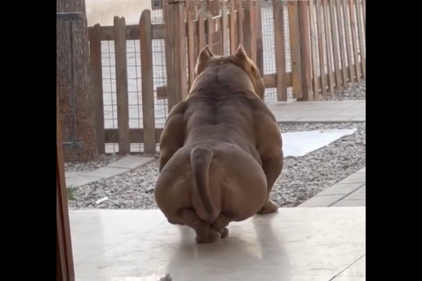 影片中的狗狗擁有惡霸般的體型，交叉盤腿的坐姿卻意外淑女。圖/翻攝自微博