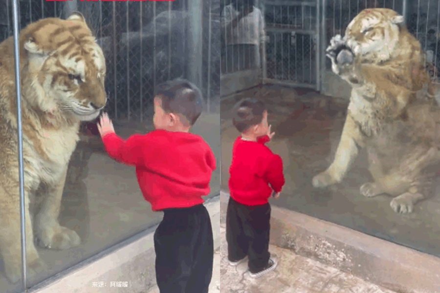 老虎模仿小孩的動作，使出同樣的招數隔空互打。圖擷自微博
