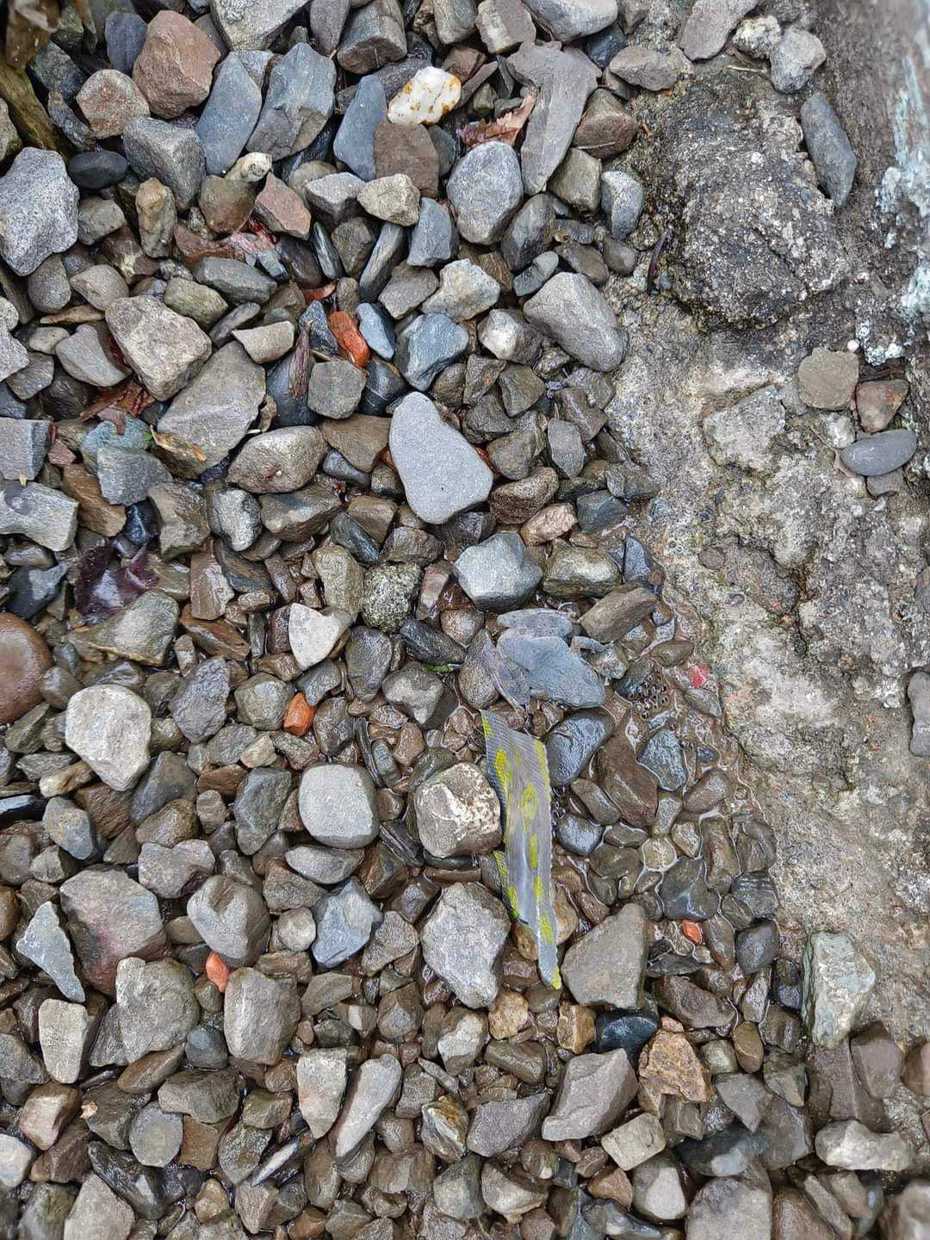 女子在布滿石子的地上發現有一隻青蛙，但這隻蛙的顏色完美融入環境。圖取自臉書