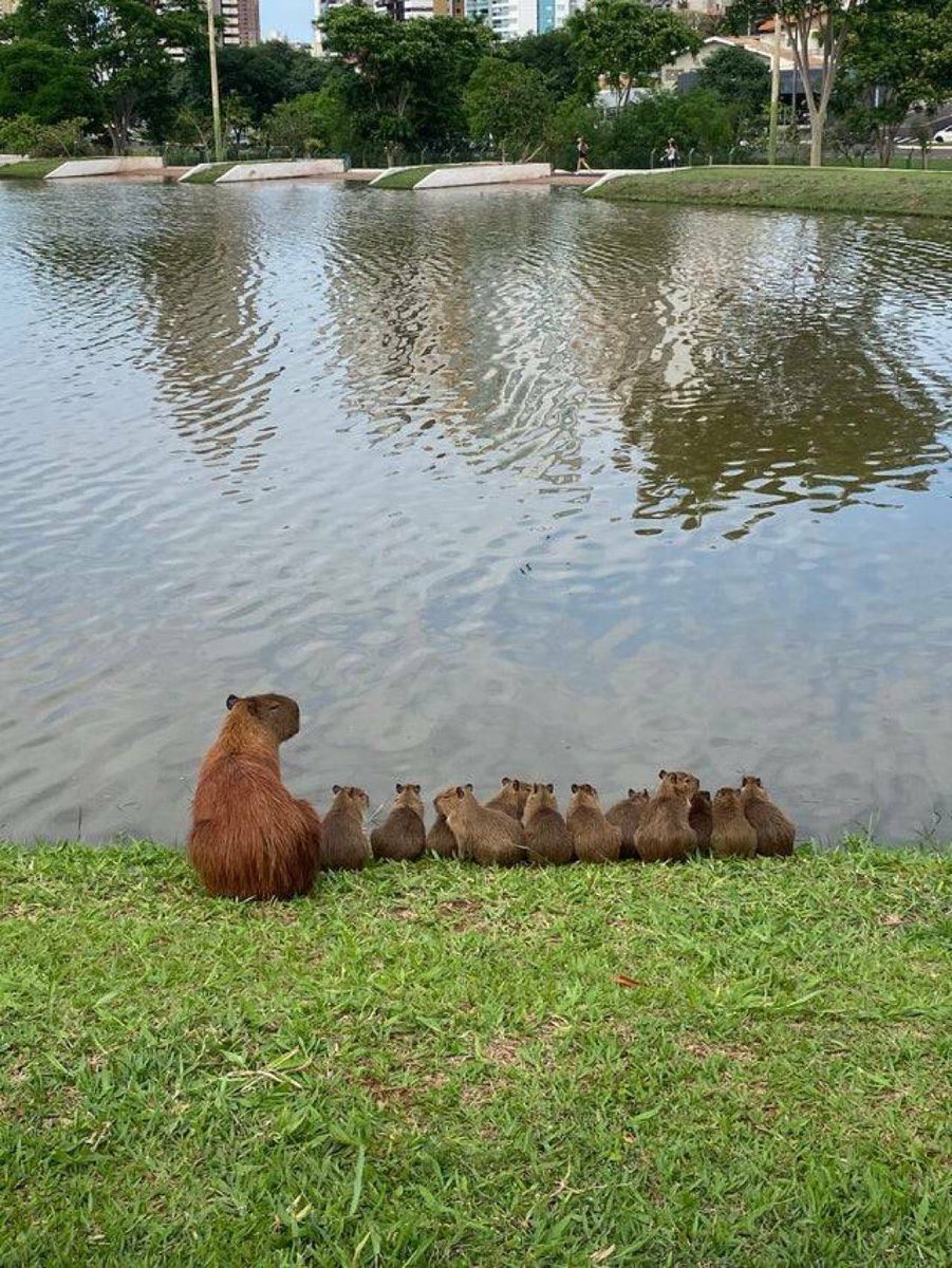 母水豚帶著12個孩子靜靜坐在湖邊。圖取自推特