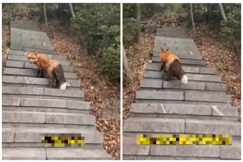 一名男子在登山步道碰到一隻有著漂亮毛色的紅狐狸引路。圖取自微博