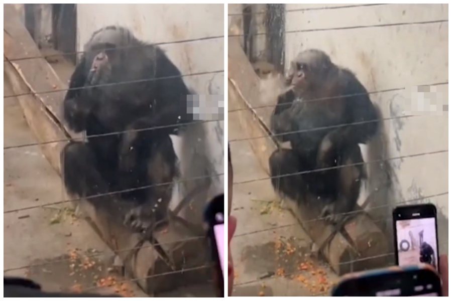 動物園裡一隻猩猩居然在抽菸，而且動作相當嫻熟。圖取自微博