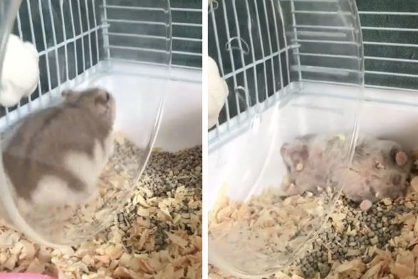 有飼主買了新滾輪希望能幫自家倉鼠減肥，卻意外記錄下牠果斷放棄的一幕。圖/翻攝自微博