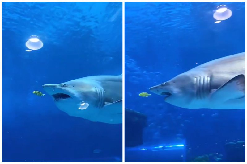 一隻鯊魚張著嘴緊跟在一條小魚後面，大家都預期會上演獵食畫面。圖取自bilibili。