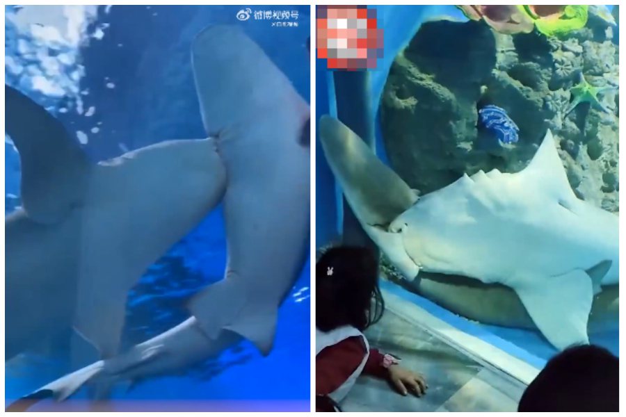 遊客在水族館看到一隻鯊魚狠狠咬住同伴的身體，大家誤以為牠要吃同事。圖取自微博