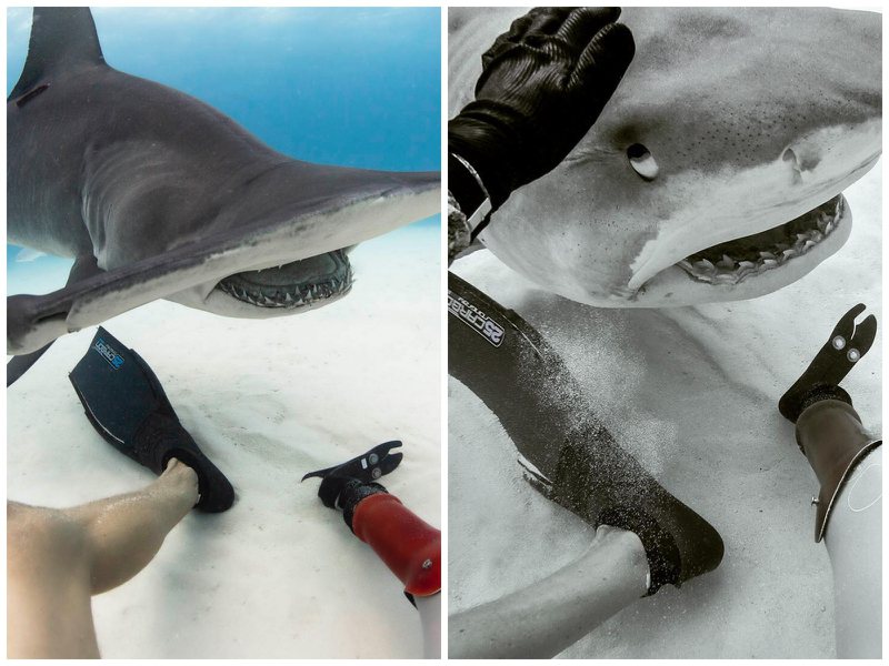 Mike Coots在IG中常曬出與鯊魚合照、甚至嘗試對鯊魚「摸頭」的畫面，展現出他對鯊魚的熱情。圖／翻攝自 IG @ mikecoots（合成圖）