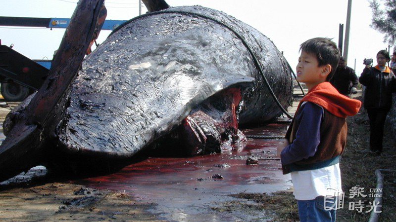 體積碩大的抹香鯨吸引民眾圍觀也給小朋友上了寶貴的一課。圖／聯合報系資料照（2004/01/26 鄭惠仁攝影）