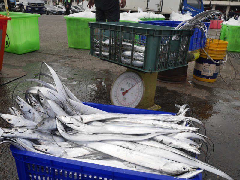 高雄市政府海洋局指出，白帶魚是台灣沿近海主要漁獲，近3年平均產量約1.6萬公噸，產值約13餘億元。圖／本報資料照