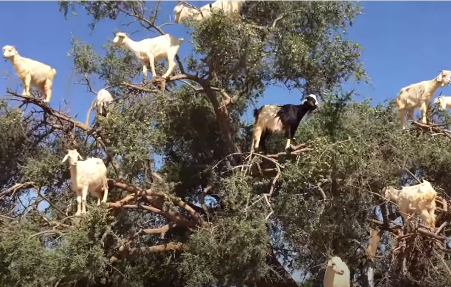 摩洛哥罕見的滿樹皆是羊。圖取自YouTube