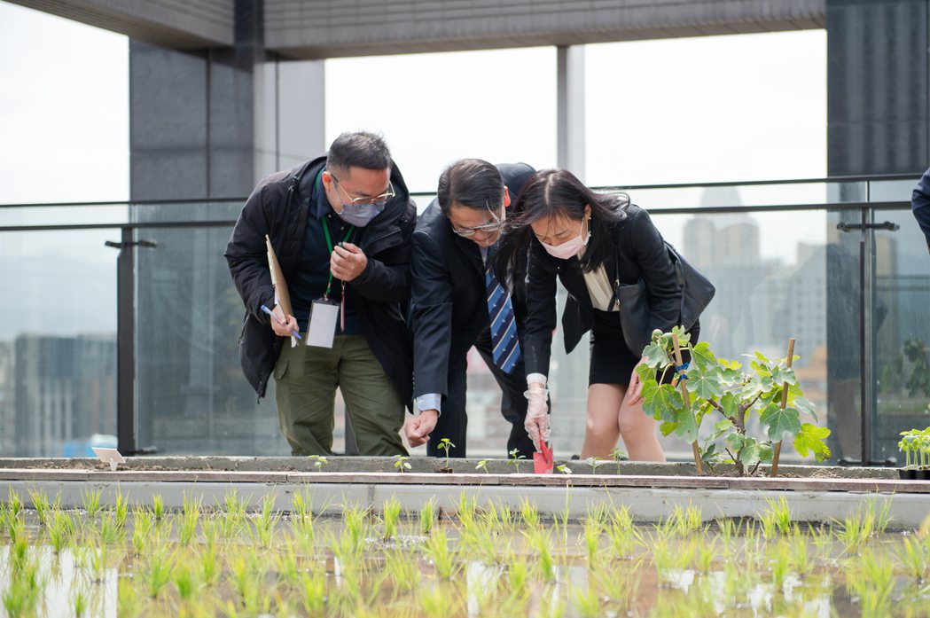 明台永續新總部於頂樓設立農電共生概念場域，其中包括生態造景區、稻米耕作區、太陽能...