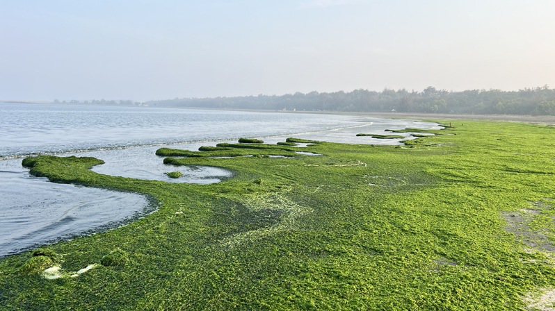 台南市漁光島月牙灣海岸線綠藻繁殖旺盛，遠遠望去有如綠色草皮地毯美不勝收。圖／李啟維提供