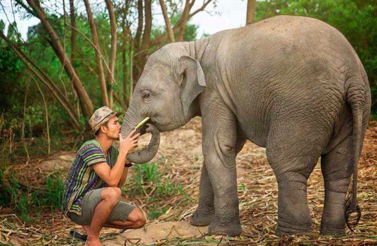 大象友善半日體驗營，在絕無人工訓練的友善園區中，近距離接觸象群，體驗餵食、幫牠們...