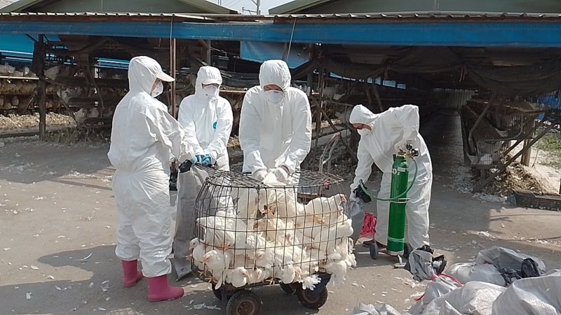屏東縣里港鄉1處蛋雞確認感染H5N1亞型高病原性禽流感，動物防疫所已赴該場撲殺作業並加強消毒，1萬3328隻蛋雞遭撲殺。圖／屏東縣府提供