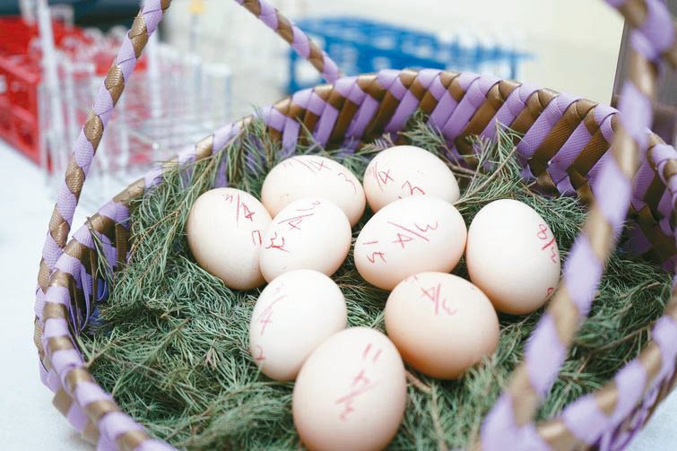 每一顆Gaea雞蛋都有標示、註記，以利追蹤雞媽媽的健康情況。圖／陳志光、游慧君