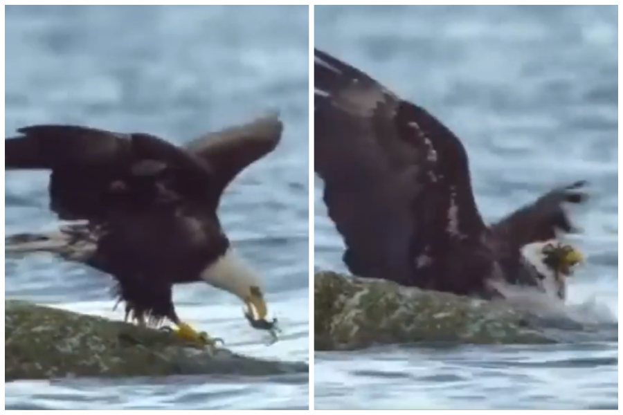 白頭海鵰捕食一隻螃蟹遭對方整個抱住臉反擊。圖取自臉書