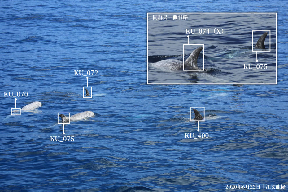 花紋海豚「X群」的成員們出沒於花蓮港外海。圖／黑潮基金會提供