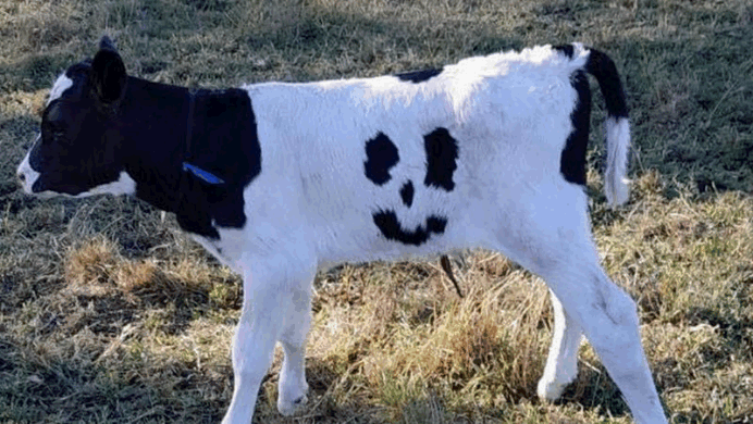 小牛身上自帶笑臉圖案，意外成為養殖場裡的明星牛。圖擷自9news