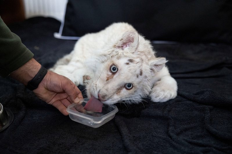 希臘雅典一家動物園意外在停車場的垃圾桶裡撿到一隻白虎寶寶，獸醫團隊正努力展開救治。 路透社