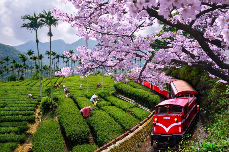 產優質茶的阿里山，每年3月－4月初內更是粉嫩櫻花綻放的時節，鮮紅色外觀的林鐵經過，築成自然與人文的美好景象。圖／取自阿里山國家風景區管理處官網