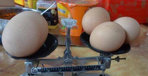 一戶人家養的雞生出一個比尋常雞蛋重三倍的「巨無霸雞蛋」。圖取自陸媒