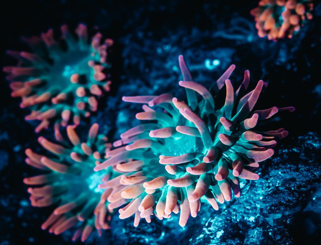 散發螢光的珊瑚。  屏東海生館/提供