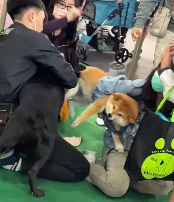 台中市昨天一項寵物展上，1隻黑犬突然緊咬住另1隻柴犬的後腿不放。圖／翻攝自江和樹提供影片