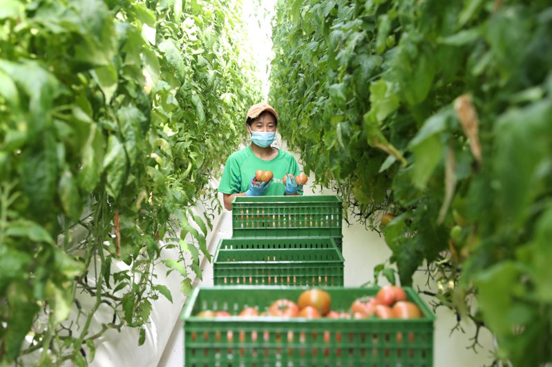 德國農企在「塞上江南」寧夏發現投資「沃土」。圖為寧夏閩寧鎮智慧農業產業園，工作人員在園內採摘番茄。（中新社）