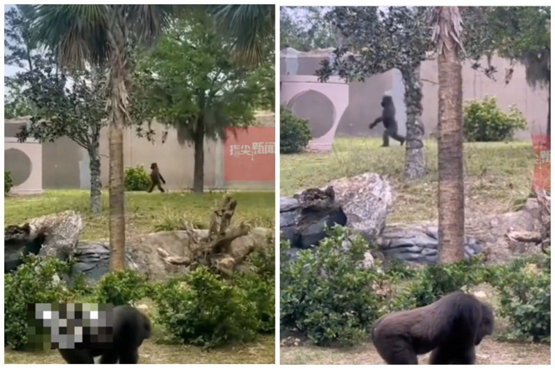 動物園一隻猩猩被目擊像人一樣漫步。圖取自微博