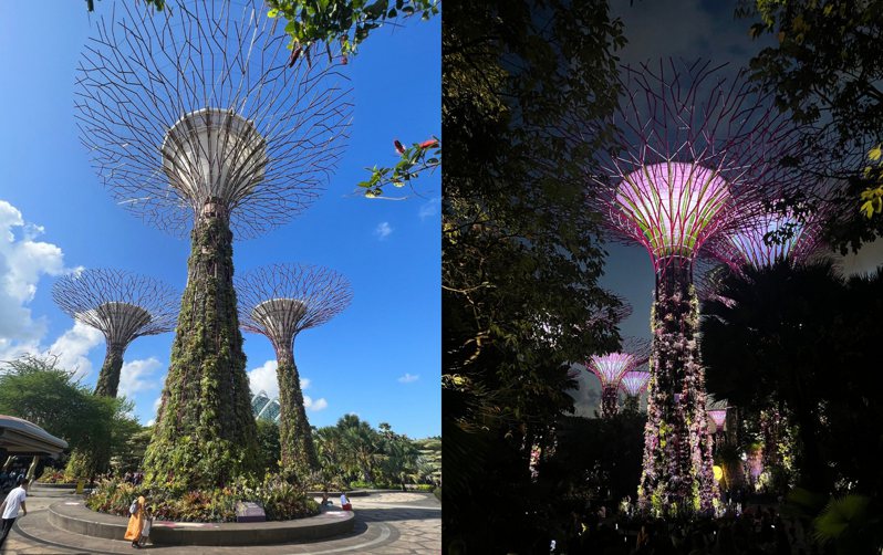 新加坡「濱海灣花園」的巨型天空樹。記者許晉榮／攝影