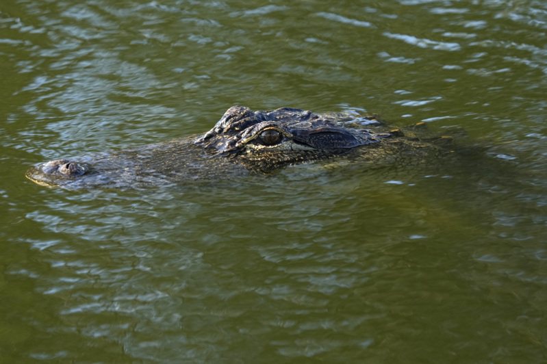 美國佛羅里達州一名男子日前聽到敲門聲後上前查看，沒想到這名「不速之客」竟是一隻長達9英尺長（約2.74公尺）的鱷魚，牠更一口咬傷該男子。美聯社
