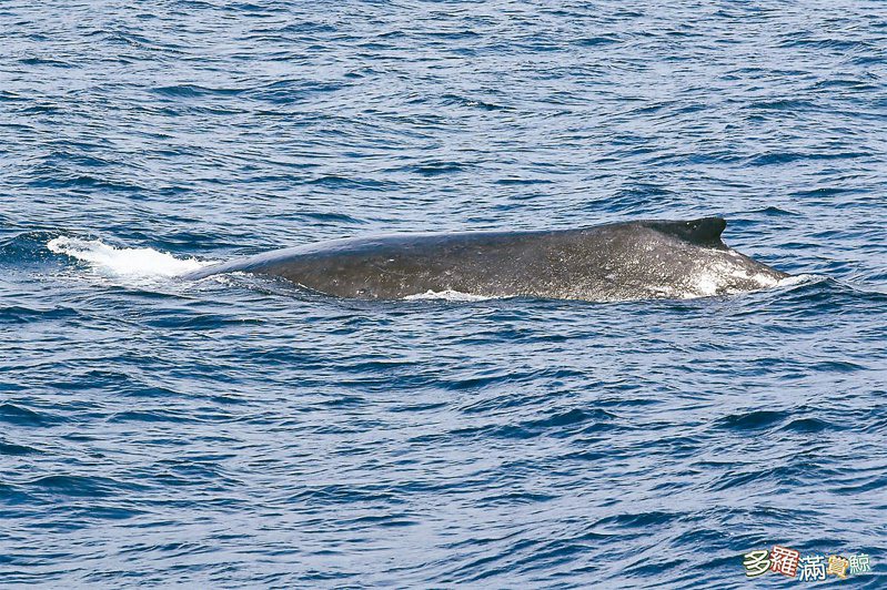 每年春天是大翅鯨隨著黑潮洄游北上的季節，賞鯨船難得發現其蹤跡。圖／多羅滿賞鯨公司提供