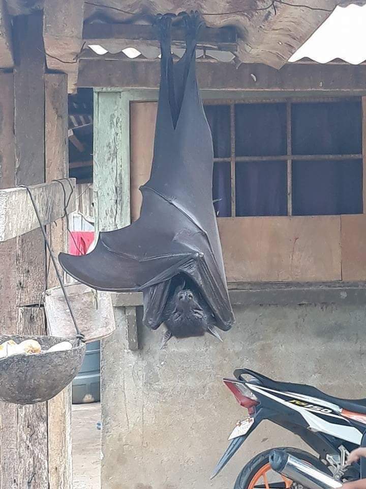 許多網友轉傳一張看似和人一樣大的蝙蝠照片。圖擷自推特@AlexJoestar622