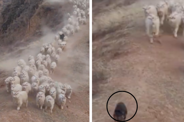 兩個月大牧羊犬率領羊群下山的氣勢可以說是毫不輸人。圖／翻攝自微博