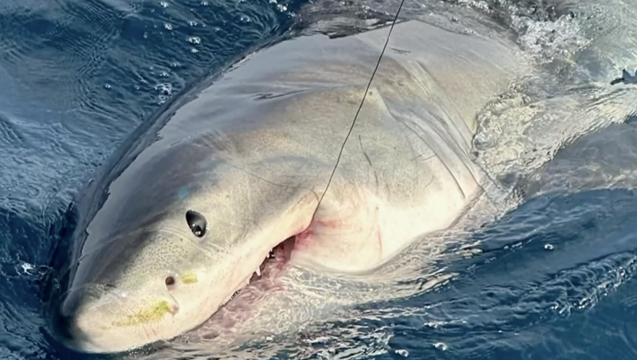 美國有一家人出海度假釣到一隻大白鯊。（圖／翻攝自WKMG News 6 ClickOrlando YouTube）