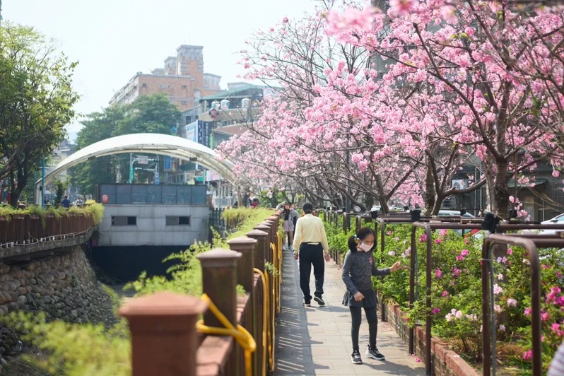 新北市土城區希望之河旁的粉白色昭和櫻、吉野櫻已接續綻放。 圖／新北景觀處提供