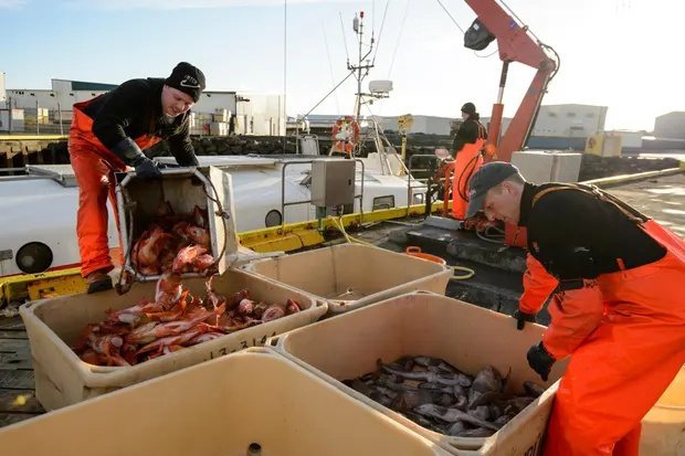 圖為在各國停止捕撈紅魚之前，於2014年3月拍攝在冰島卸下的紅魚。 圖片來源：衛...