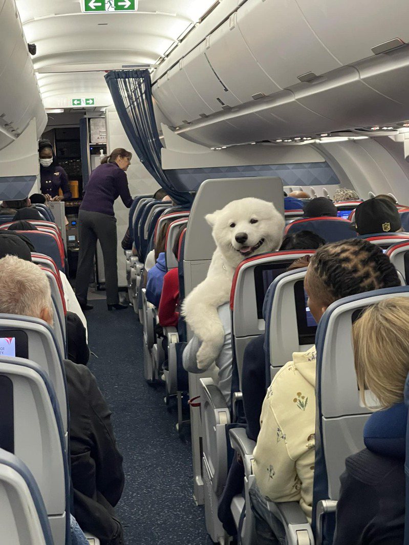 有旅客在機上發現一隻燦笑的薩摩耶犬。圖擷自Dogspotting／Nikki Mitchell Solomon