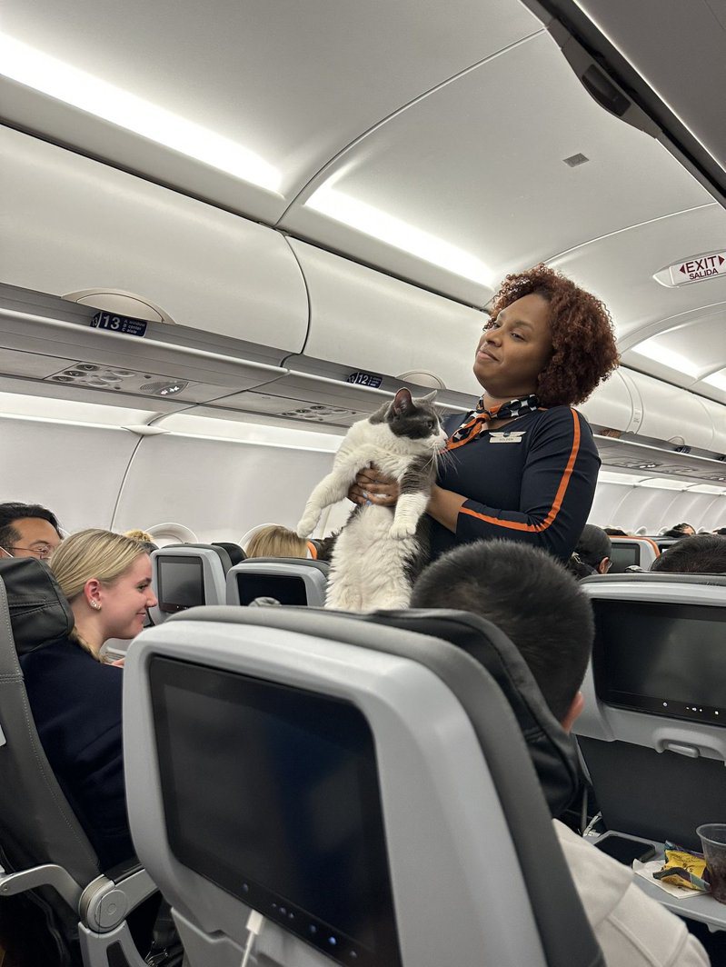 空服員在飛機上找到一隻走失的貓咪，紮實的體重抱起來相當吃力。圖擷自推特@gooddirt