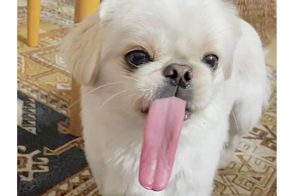 有飼主分享自家狗狗吐出超長舌頭的畫面。圖/翻攝自微博