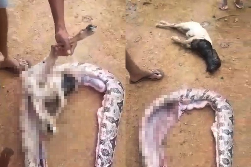 有村民發現腹部異常腫大的蟒蛇，切開後抓出一整隻羊。圖擷自Daily Star